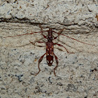 Eucalypt Longicorn Beetle