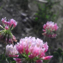 Pink clover