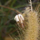 Lynx Spider - With Egg Sac