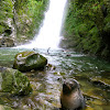 New Zealand fur seal