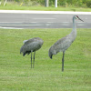 Sandhill Crane