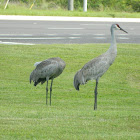 Sandhill Crane