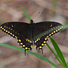 Black Swallowtail-Female