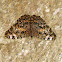 Borboleta Estaladeira / Cracker Butterfly