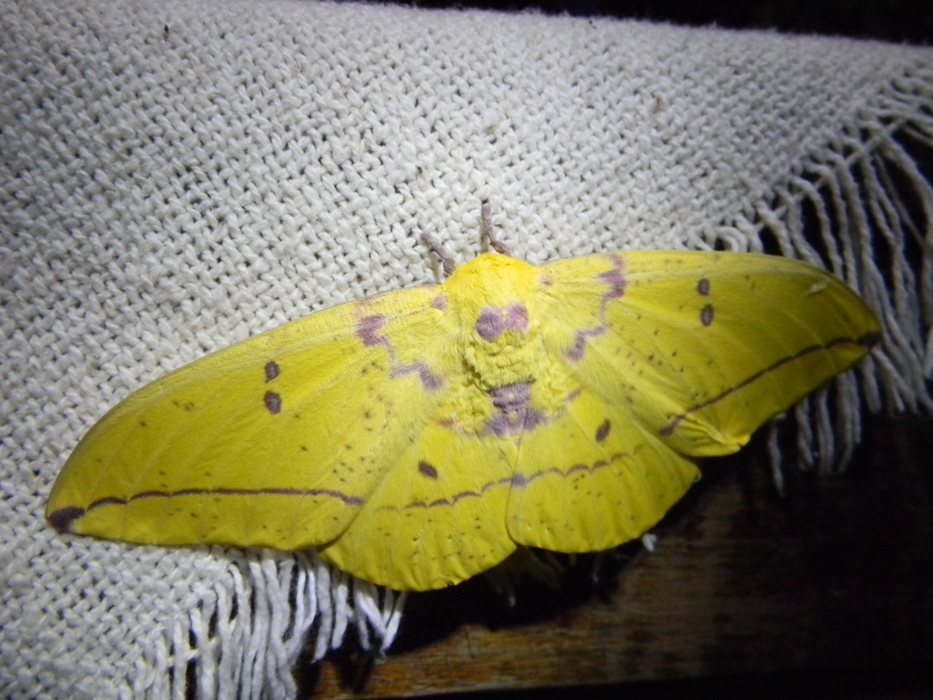 Polilla Amarilla - Imperial Moth