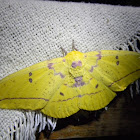 Polilla Amarilla - Imperial Moth
