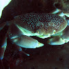 Batwing Coral Crab