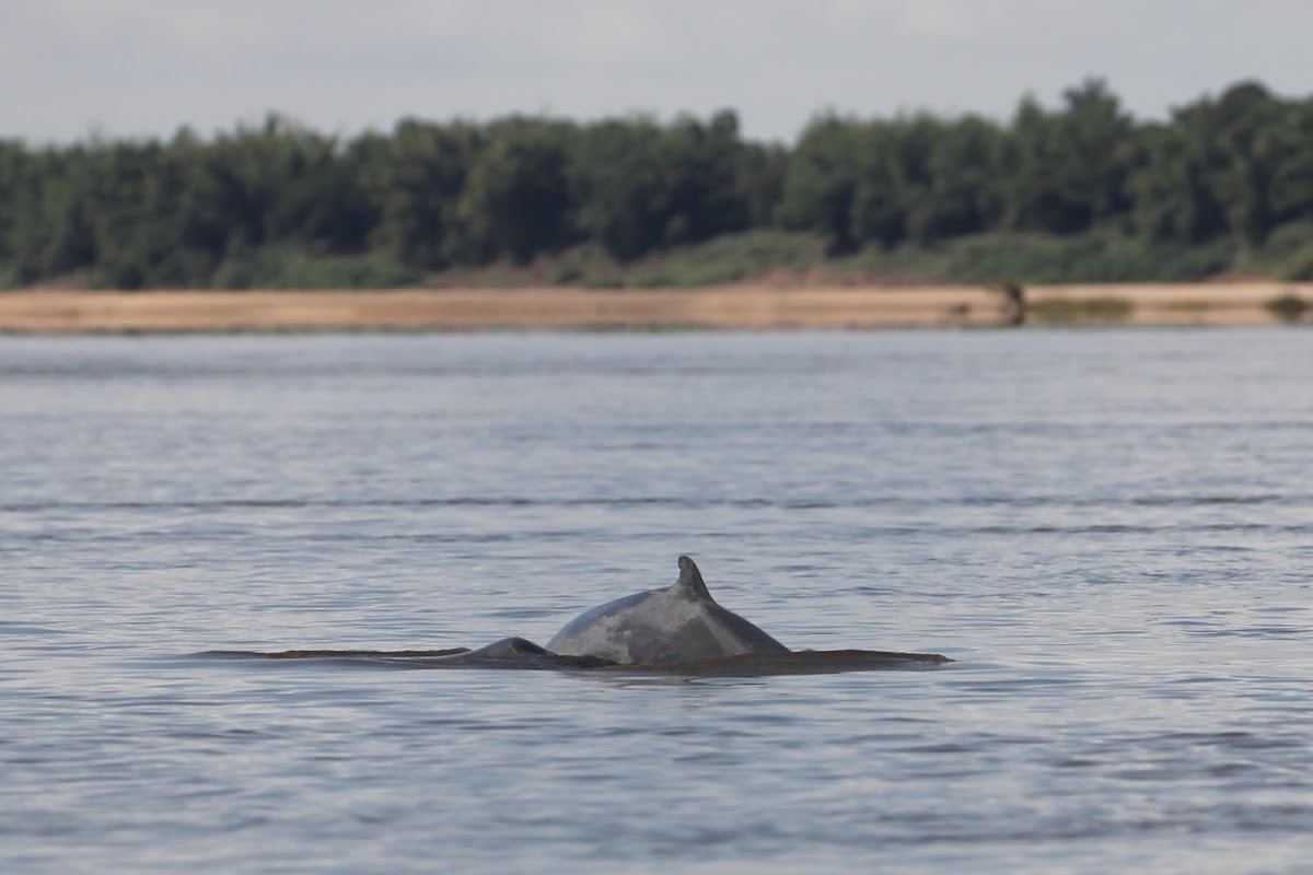 Irrawaddy Dolphins
