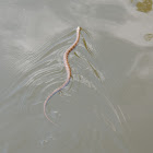 water snake