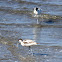 Pied avocet