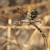 Silver Argiope