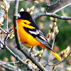 Northern (Baltimore) Oriole