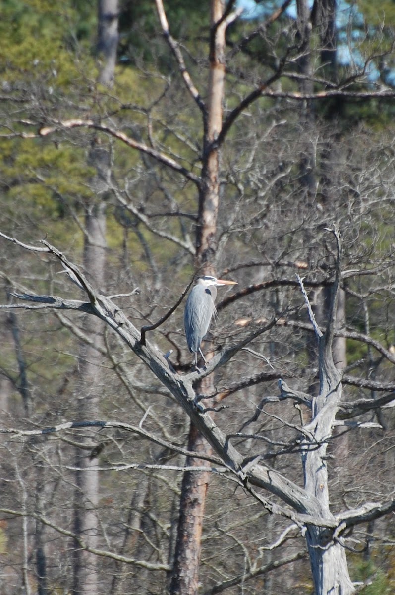 Blue Heron