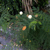 White popinac, Wild tamarind, Leadtree