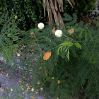 White popinac, Wild tamarind, Leadtree