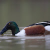 Northern Shoveler