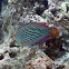 Pearl Wrasse