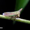 Thorn treehopper