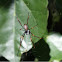 Golden Orb-Weaver