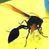 Tropical Potter Wasp