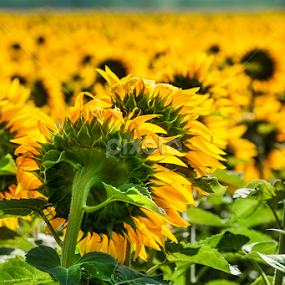 sunflowers in sun by Marjorie Speiser - Flowers Flower Gardens