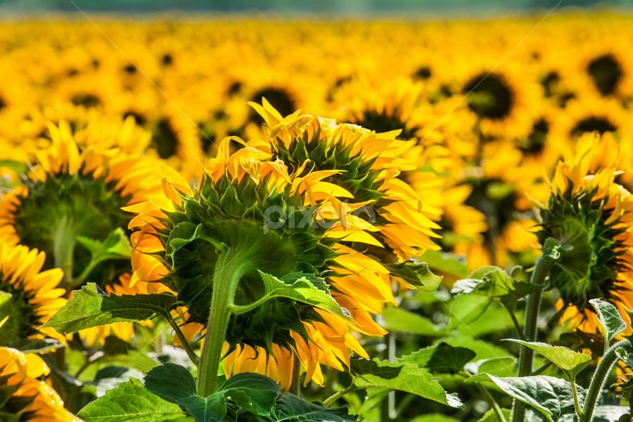 sunflowers in sun by Marjorie Speiser - Flowers Flower Gardens