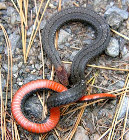 Northern Red-bellied Snake - HRM