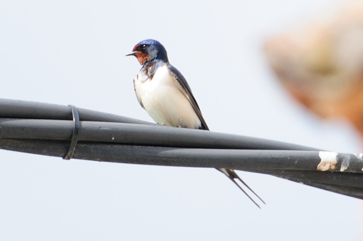 Barn swallow, golondrina común