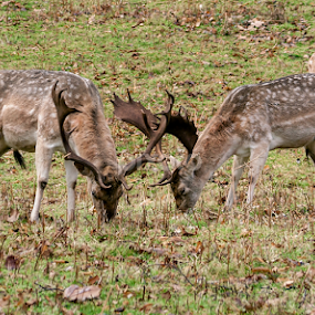 Bucks by Andro Andrejevic - Animals Other