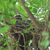 White crowned pigeon
