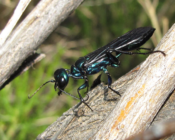 Steel Blue Cricket Hunter | Project Noah