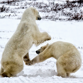 Action on the Tundra  7313 by Karen Celella - Animals Other