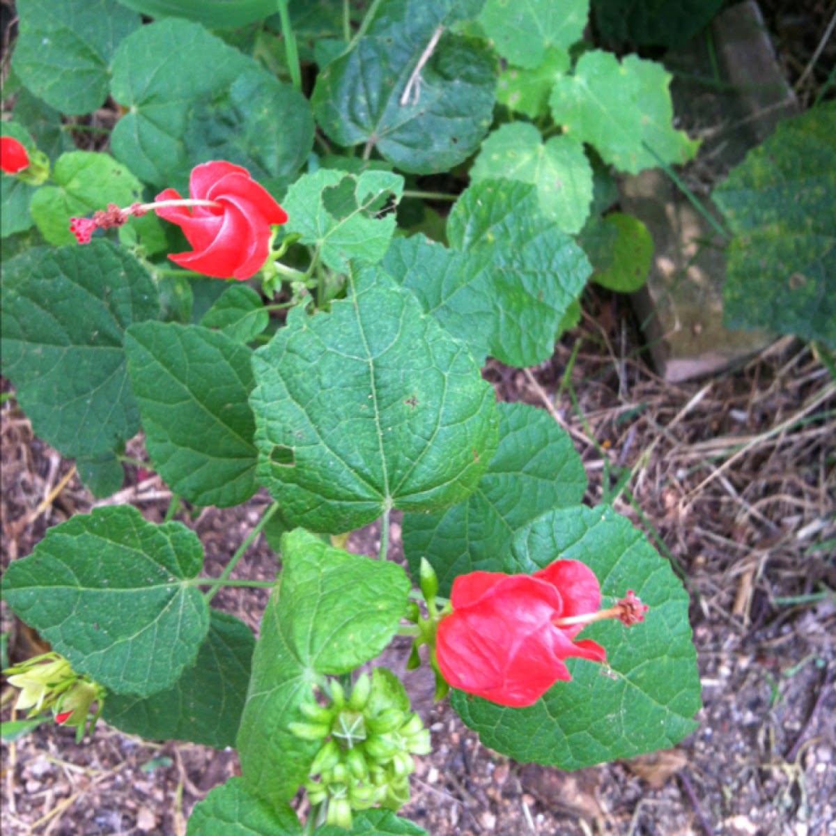 Spotting Project Noah