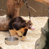 Matschie's tree-kangaroo