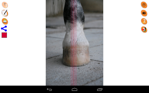 Horse Conformation Screenshots 2
