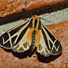 Nais Tiger moth (male)