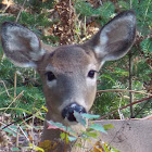 White-tailed Deer (doe)