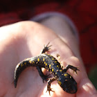 Yellow-spotted Salamander