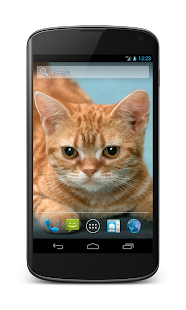 Download Funny Red Cat APK for Android