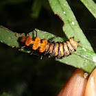 Pleasing fungus beetle larva