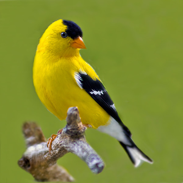 American Goldfinch (male) | Project Noah