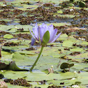 Giant Waterlily