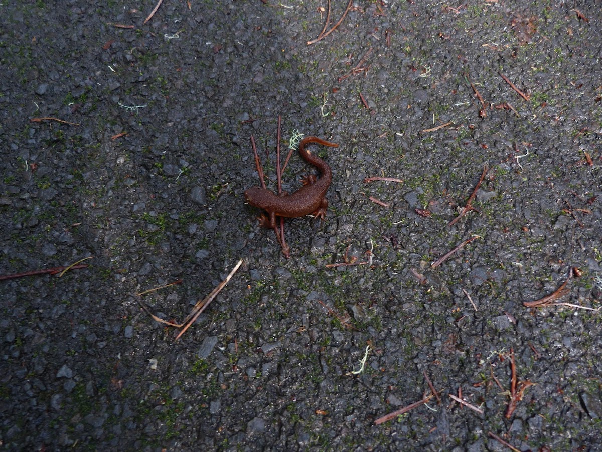 rough skinned newt