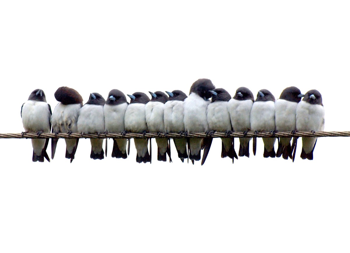 White Breasted Wood Swallow