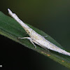 Dictyopharid Planthopper Nymph