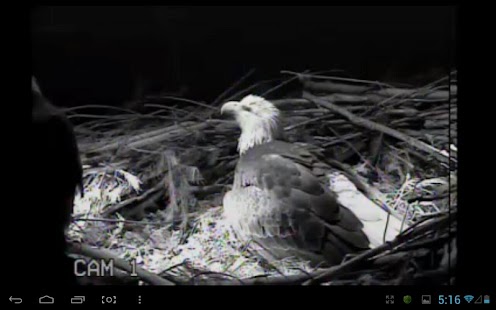 Free Download Eagle Nest Cam APK for Android
