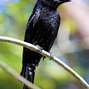 Spangled Drongo