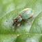 Black-beaked Green Weevil