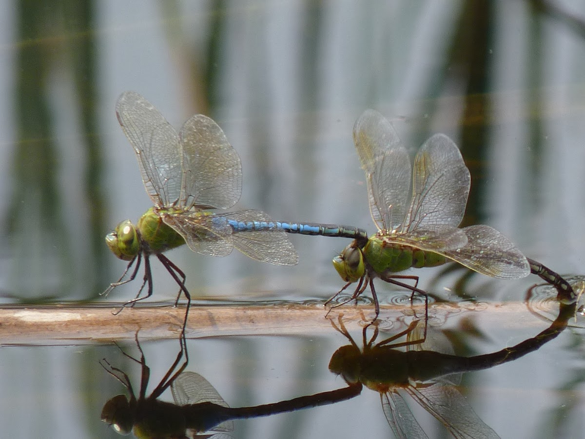 common green darner dragonfly