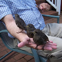 European starling, juvenile